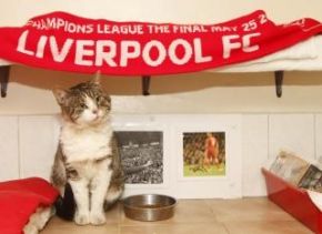 Anfield Cat Update: Shanks Escapes From Foster Home…Seen Pawing a Lift to Wembley on M6…
