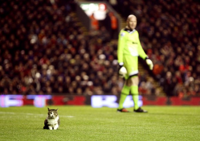 Cat Appears on Pitch at Anfield During Match…Livens Up Snoozefest