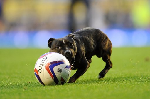 Dog Runs on Pitch at Goodison Park…May Be Offered Contract…(Video)